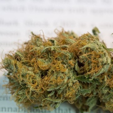 Семена конопли CBD Shark Feminised